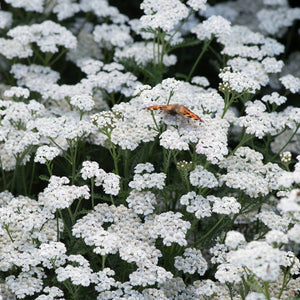 Achillea New Vintage Red Collection | 3 x 3L Pots Perennial Plants