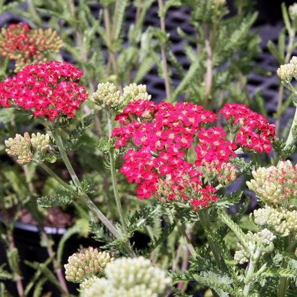 Achillea New Vintage Red Collection | 3 x 3L Pots Perennial Plants