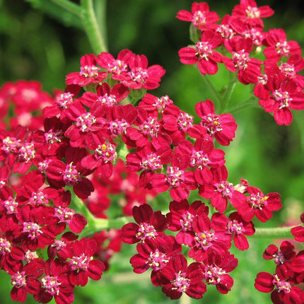 Achillea New Vintage Red Collection | 3 x 3L Pots Perennial Plants