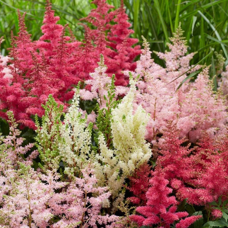 Astilbe Collection | 3 x 3L Pots Perennial Bedding