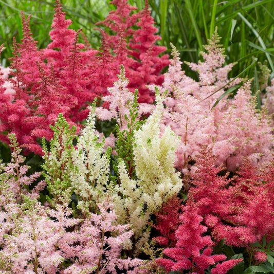 Astilbe Collection | 3 x 3L Pots Perennial Bedding