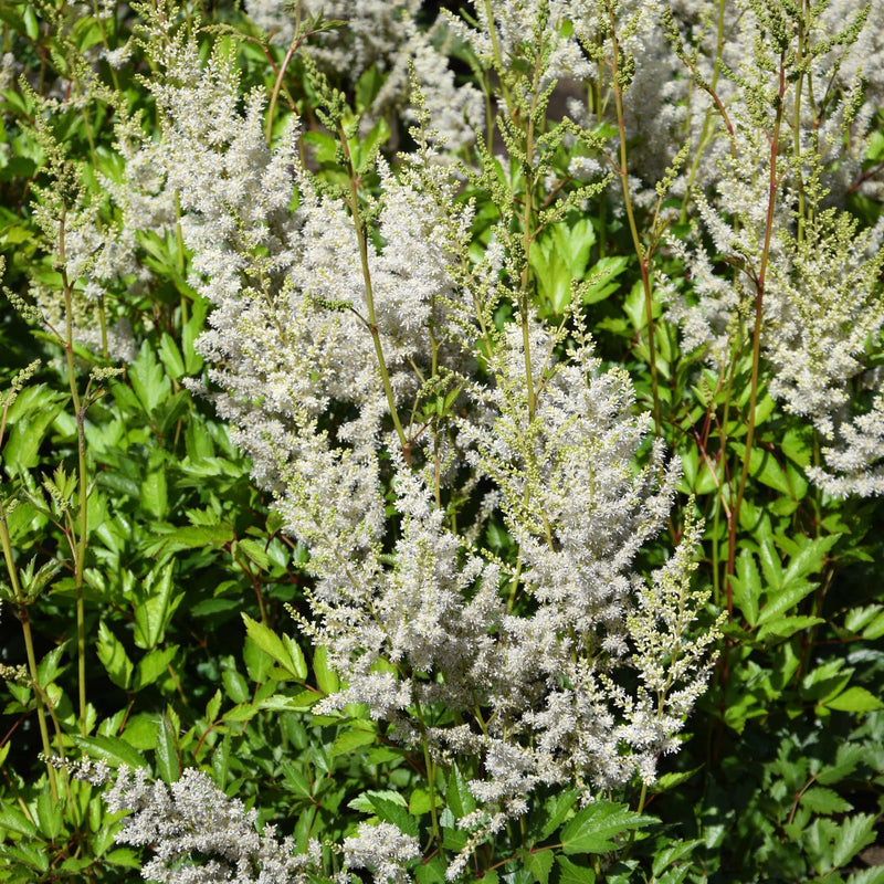 Astilbe Collection | 3 x 3L Pots Perennial Bedding