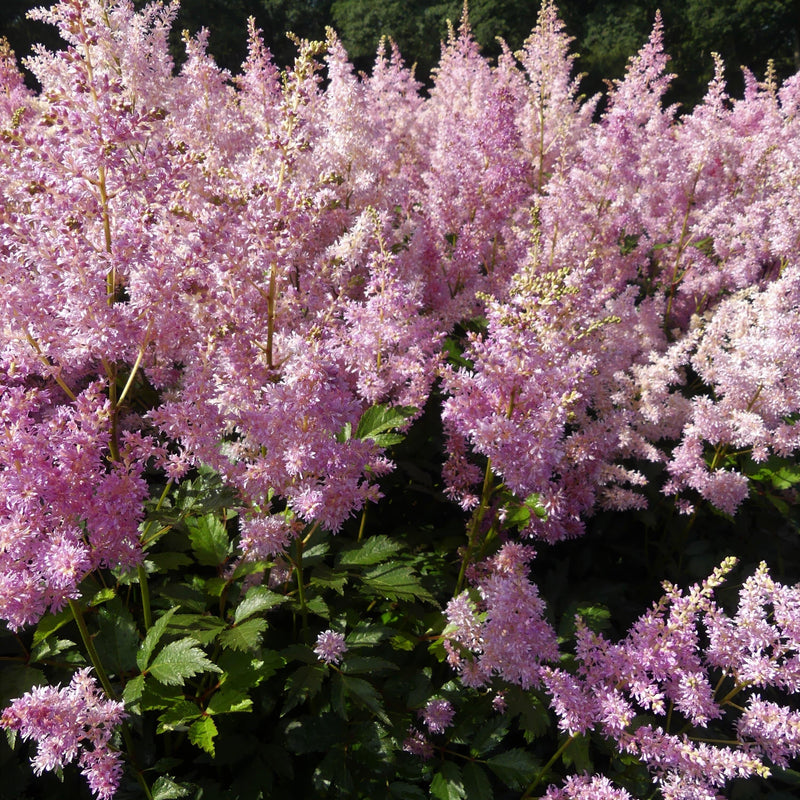 Astilbe Collection | 3 x 3L Pots Perennial Bedding