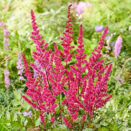Astilbe Collection | 3 x 3L Pots Perennial Bedding