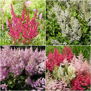 Astilbe Collection | 3 x 3L Pots Perennial Bedding