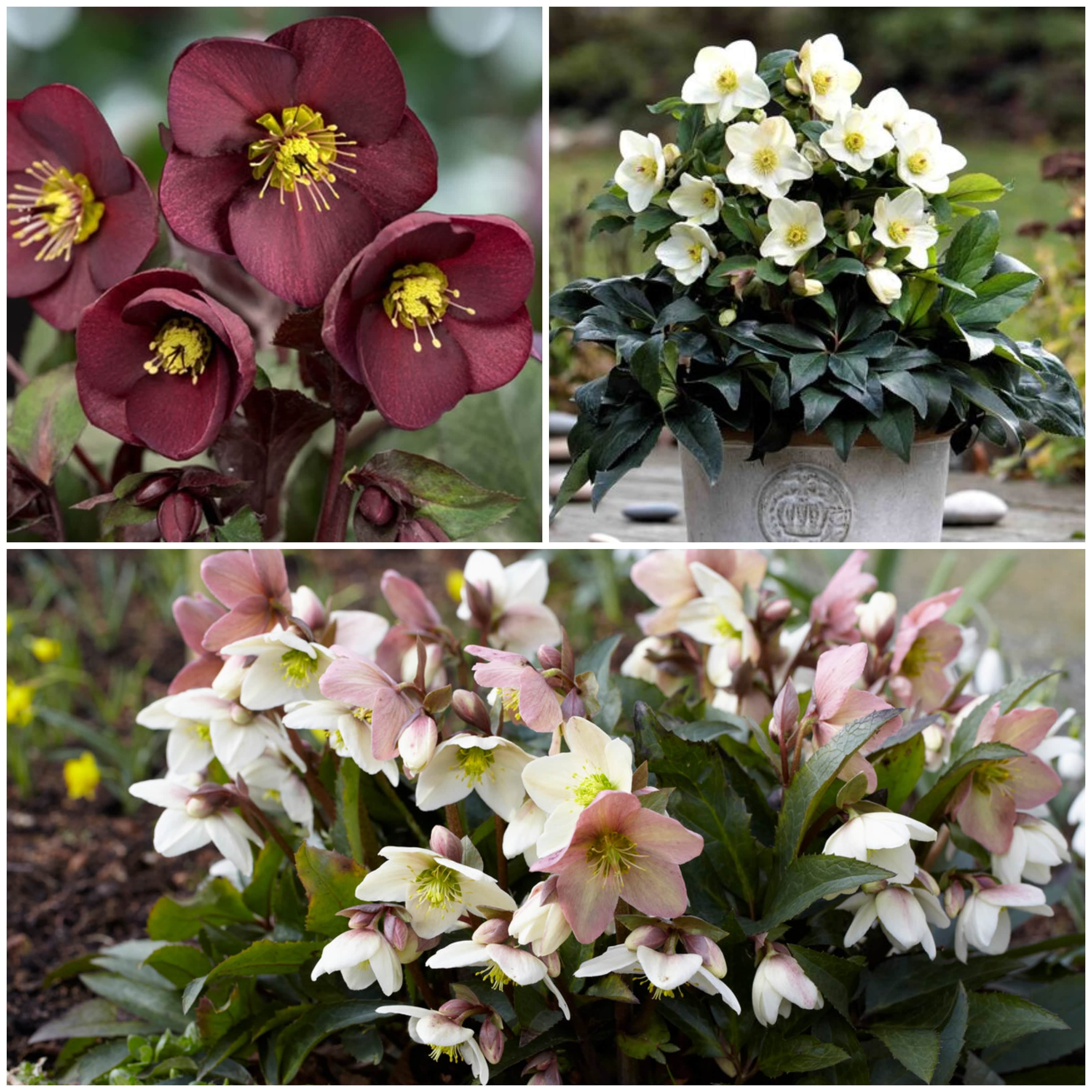 Full Season Hellebore Collection | Hellebore Gold Collection®