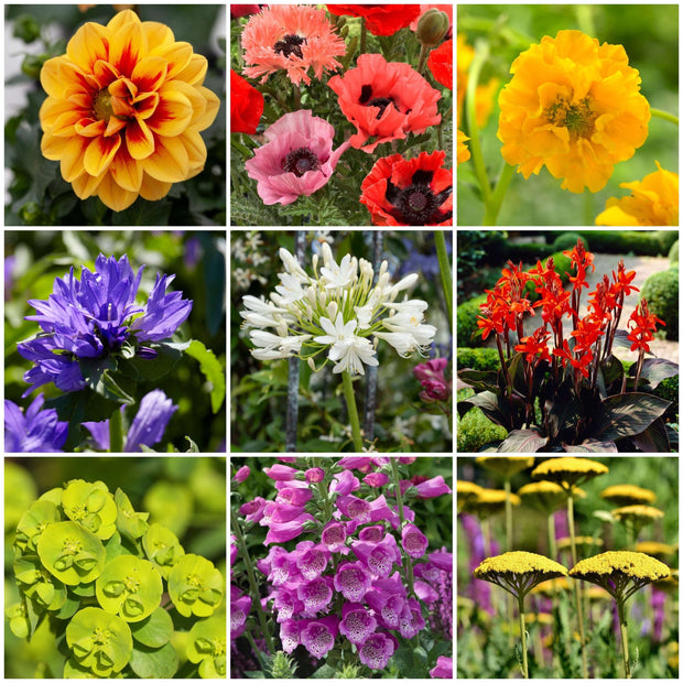 Sun Loving Perennials | Best Plants for Full Sun Perennial Bedding