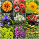 Sun Loving Perennials | Best Plants for Full Sun Perennial Bedding