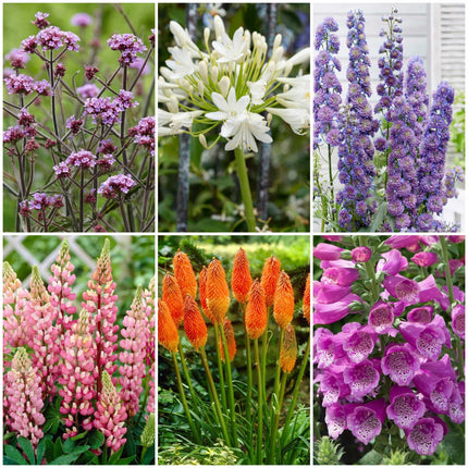 Top Tall Perennials l Plants for Height and Structure Perennial Bedding