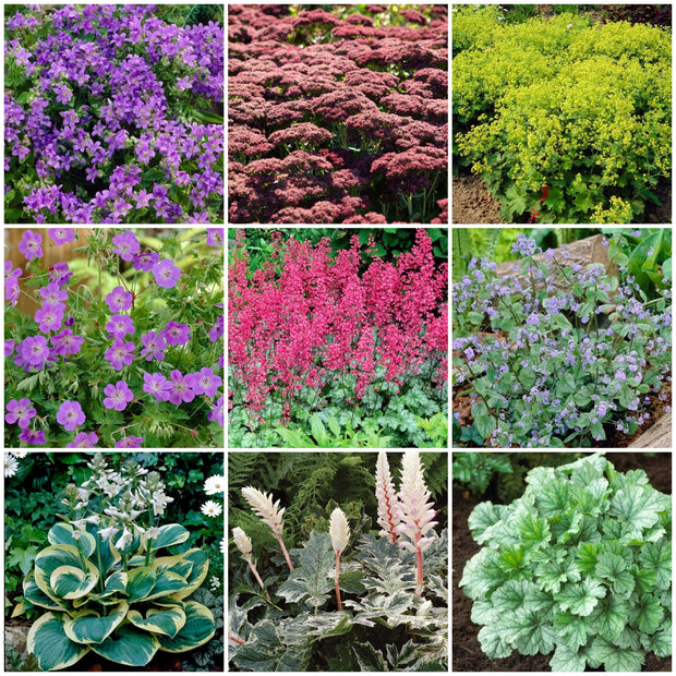 Best Ground Cover Plants l A Carpet of Flowers Perennial Bedding