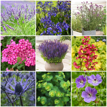 Mediterranean Garden Collection | Drought tolerant plants Perennial Bedding