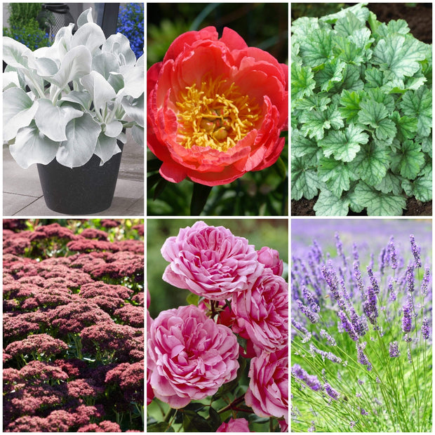 Sensory Garden Plants l Tactile, Bright & Fragrant Perennial Bedding