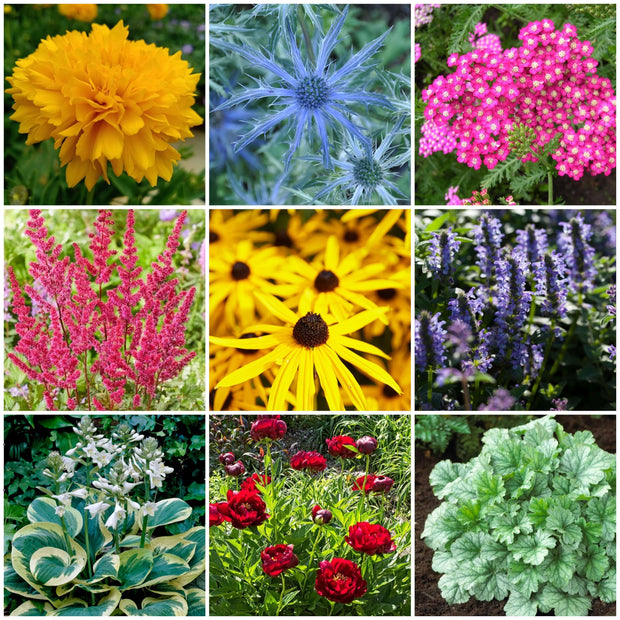 Easy to Grow Plants l Low Maintenance, Big on Colour Perennial Bedding