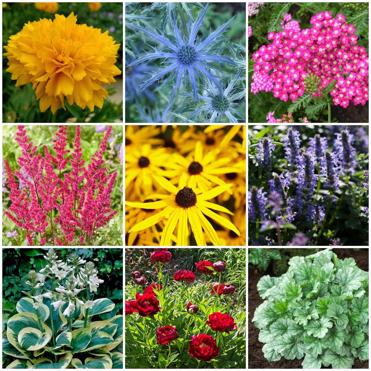 Easy to Grow Plants | Low Maintenance, Big on Colour - Roots Plants