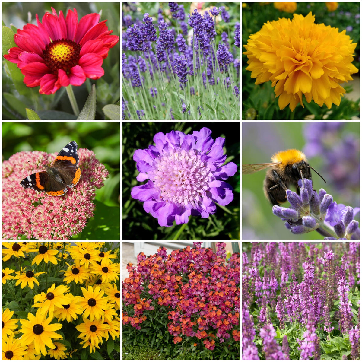 Plants for Butterflies and Bees Perfect for Pollinators Roots Plants