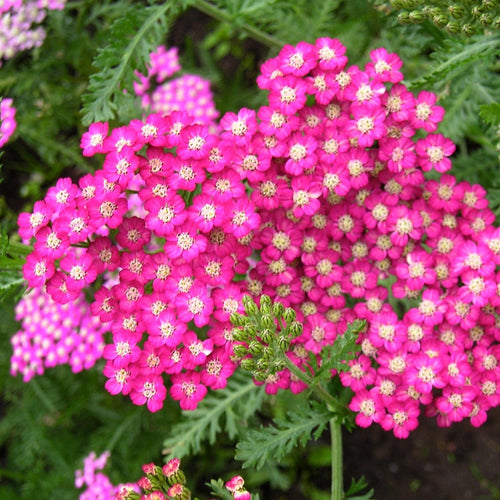 Achillea 'Cerise Queen' Perennial Bedding