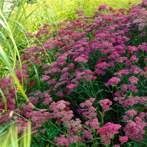 Achillea 'Cerise Queen' Perennial Bedding