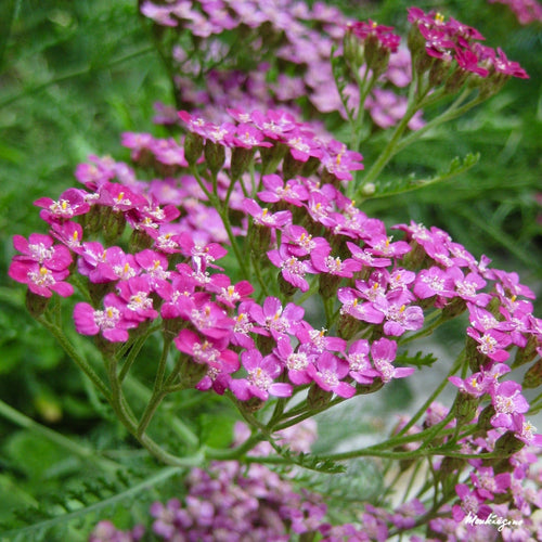 Achillea 'Cerise Queen' Perennial Bedding