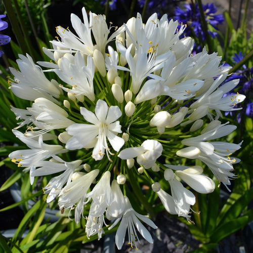 Stately Agapanthus Collection