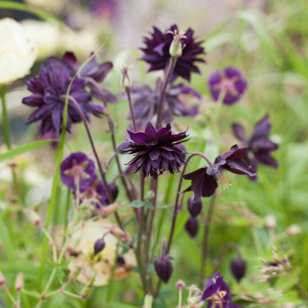 Aquilegia 'Black Barlow' Perennial Bedding