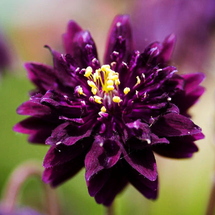 Aquilegia 'Black Barlow' Perennial Bedding