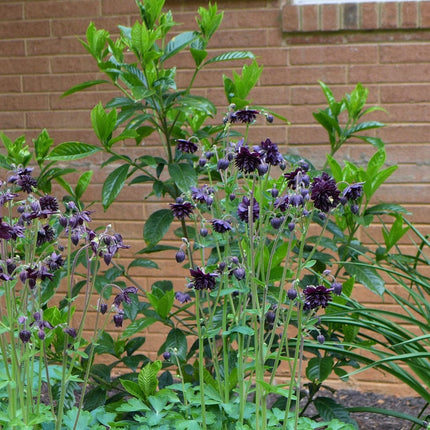 Aquilegia 'Black Barlow' Perennial Bedding