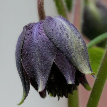 Aquilegia 'Black Barlow' Perennial Bedding