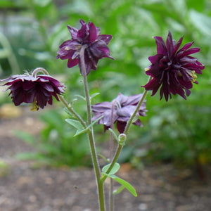 Aquilegia 'Black Barlow' Perennial Bedding