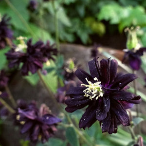 Aquilegia 'Black Barlow' Perennial Bedding