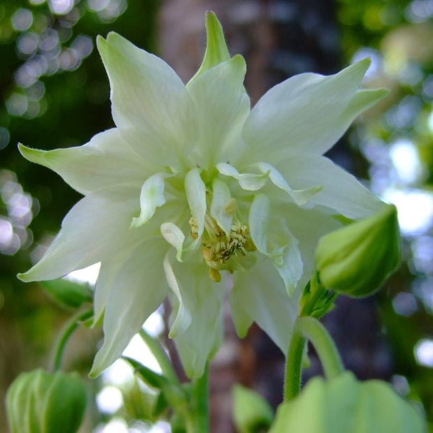 Aquilegia 'Green Apples' Perennial Bedding