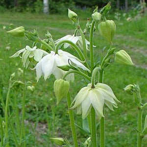 Aquilegia 'Green Apples' Perennial Bedding