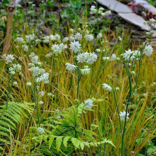 Aquilegia 'Green Apples' Perennial Bedding