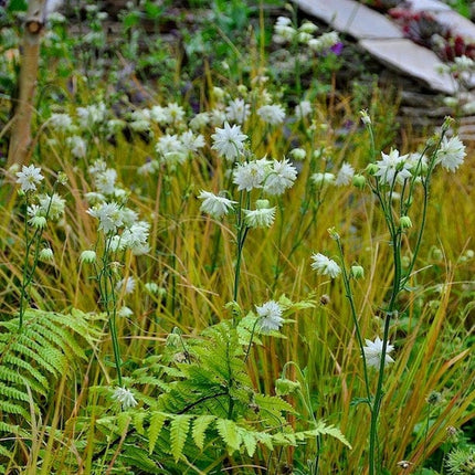 Aquilegia 'Green Apples' Perennial Bedding