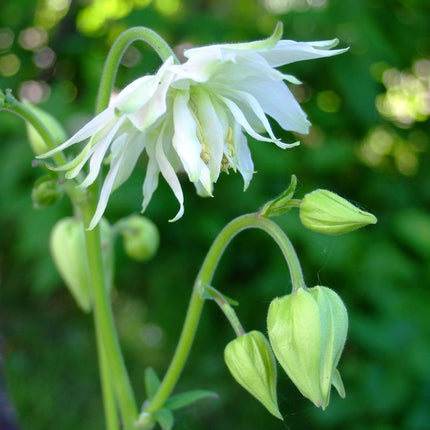 Aquilegia 'Green Apples' Perennial Bedding