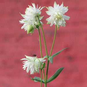 Aquilegia 'Green Apples' Perennial Bedding