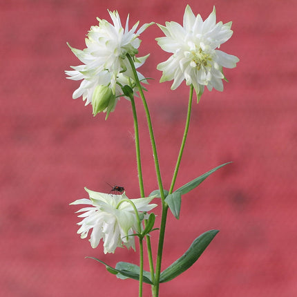 Aquilegia 'Green Apples' Perennial Bedding