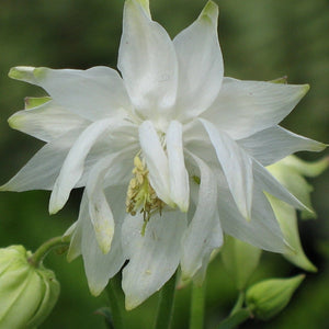 Aquilegia 'Green Apples' Perennial Bedding