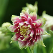 Aquilegia 'Nora Barlow' Perennial Bedding