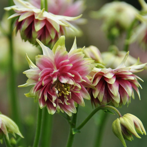 Aquilegia 'Nora Barlow' Perennial Bedding
