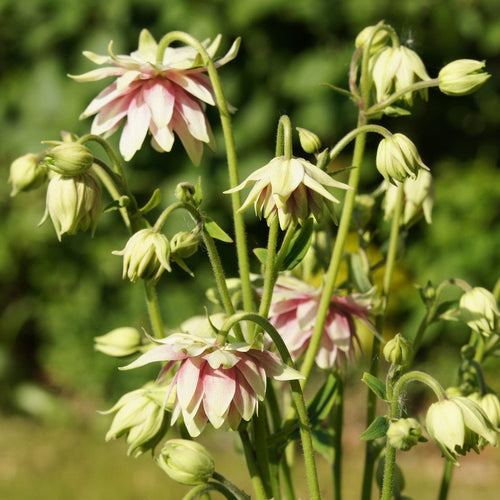 Aquilegia 'Nora Barlow' Perennial Bedding