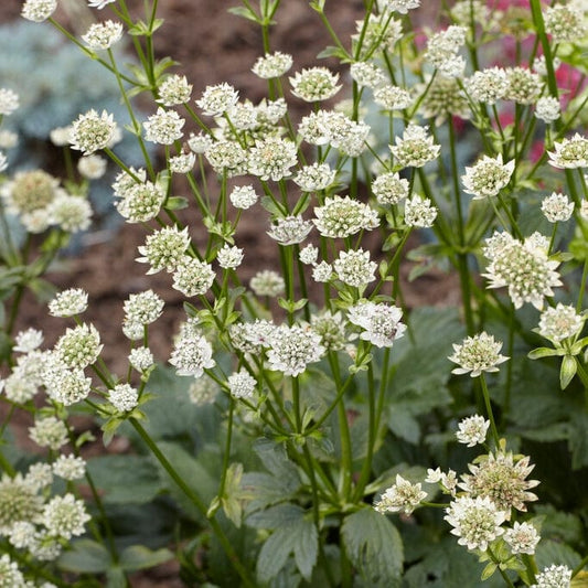 Astrantia 'Star of Billion' Perennial Bedding