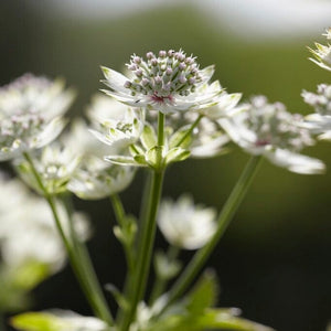 Astrantia 'Star of Billion' Perennial Bedding