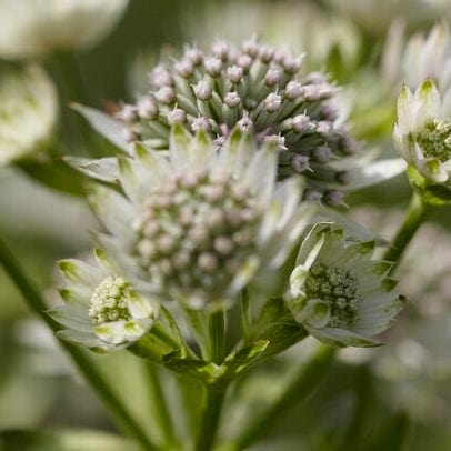Astrantia 'Star of Billion' Perennial Bedding