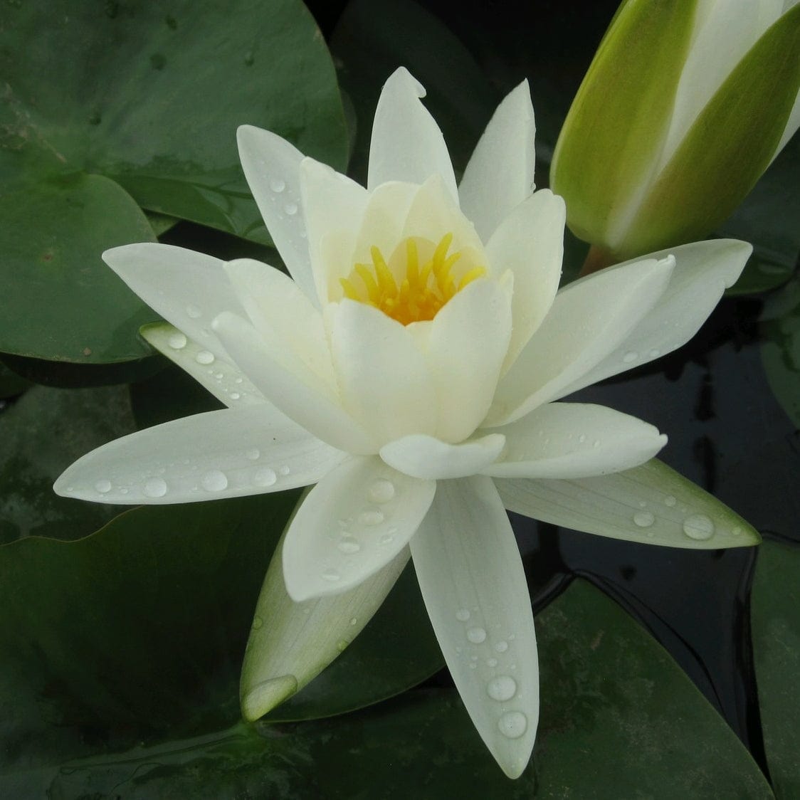 White Water Lily | Nymphaea 'Alba'