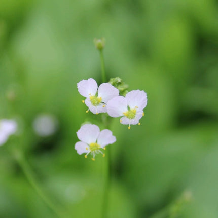 Water Plantain | Alisma plantago aquaticum Pond Plants