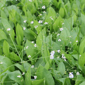 Water Plantain | Alisma plantago aquaticum Pond Plants