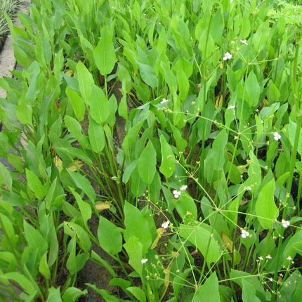 Water Plantain | Alisma plantago aquaticum Pond Plants