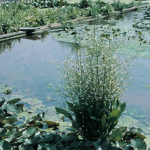 Water Plantain | Alisma plantago aquaticum Pond Plants
