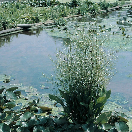 Pond In A Pot Planting Kit | Oxygenating & Wildlife | Flowers & Structure Pond Plants