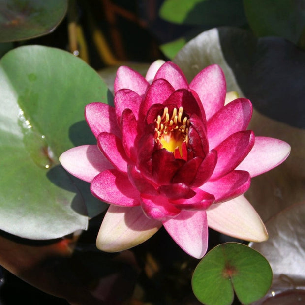 Almost Black Water Lily Pond Plants